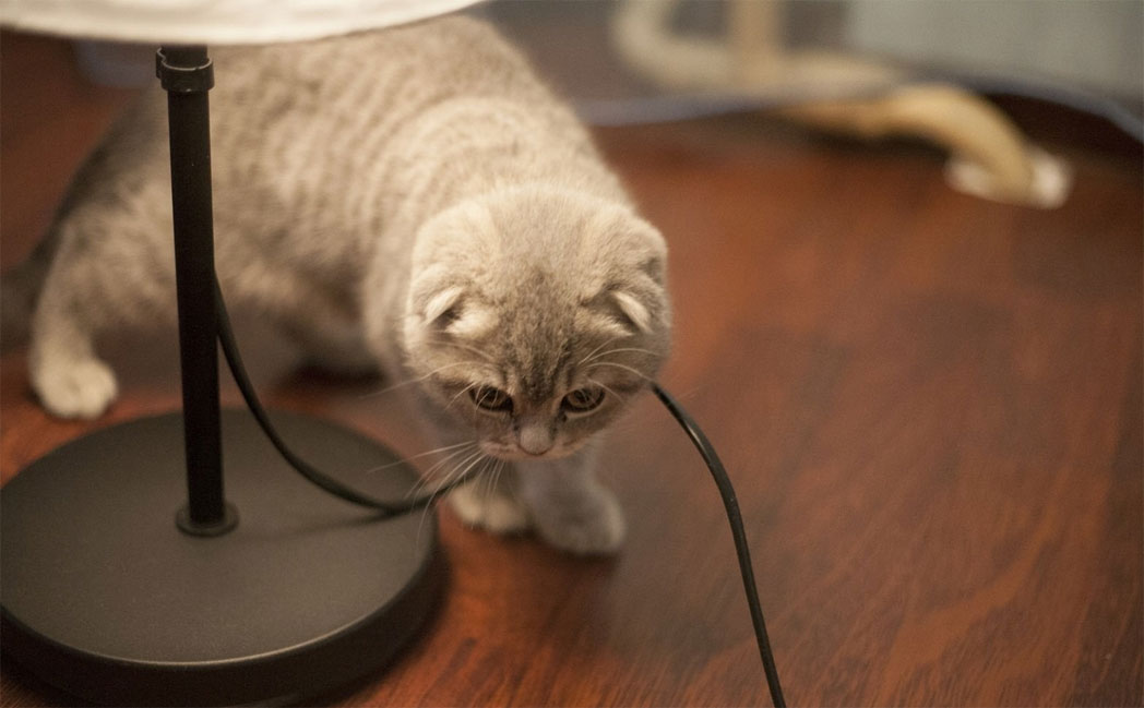 Почему кошки грызут провода