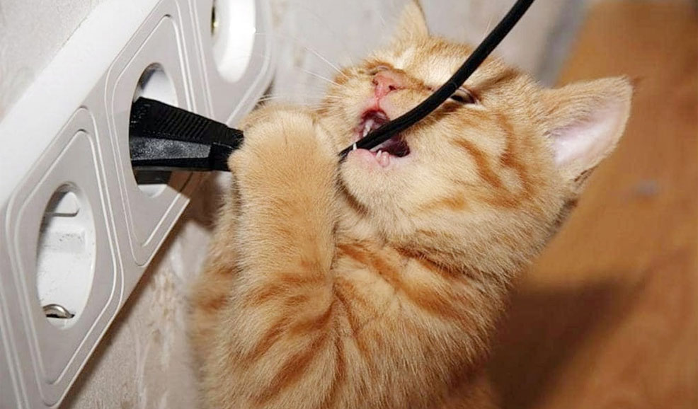 Что делать, если котенок грызет провода