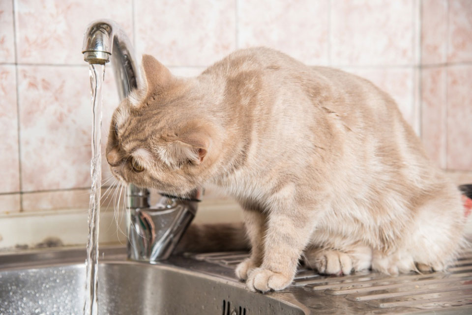 Кот пьет воду из под крана