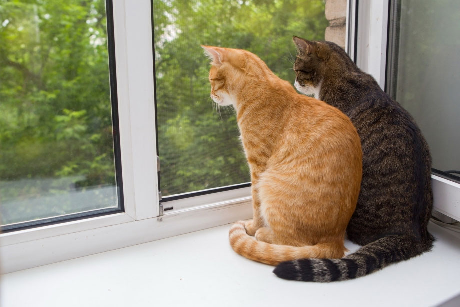 Почему кошки и коты смотрят в окно 
