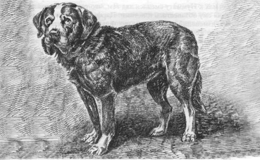 Меделянская собака - вымершая порода собак