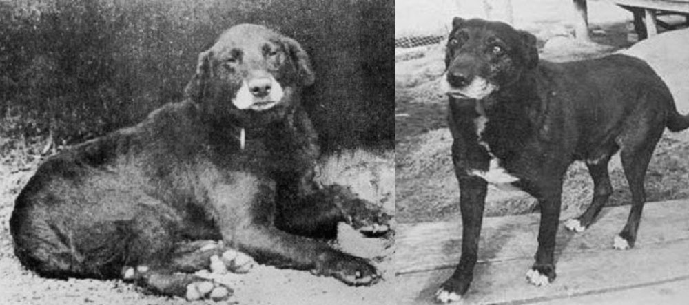 Водяная собака Св. Иоанна - вымершая порода собак