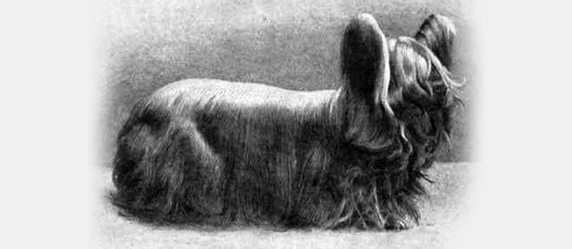 Пейсли-терьер - вымершая порода собак