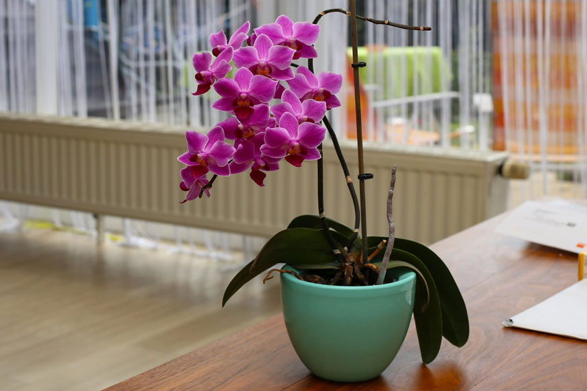 Орхидея - цветок, безопасный для кошек