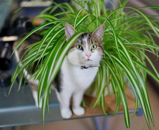 Безопасные для кошек комнатные растения