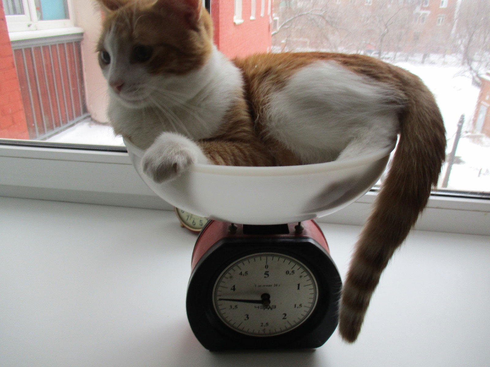 Как взвесить кота на кухонных весах