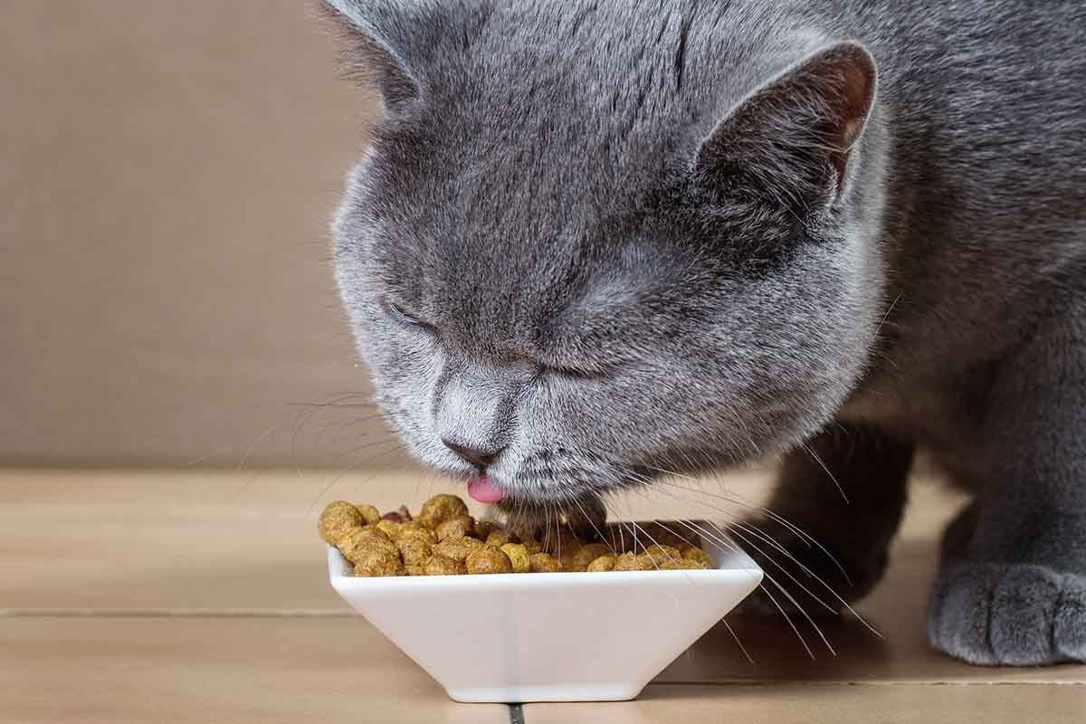 Повышенный аппетит у кошек - норма или нарушение