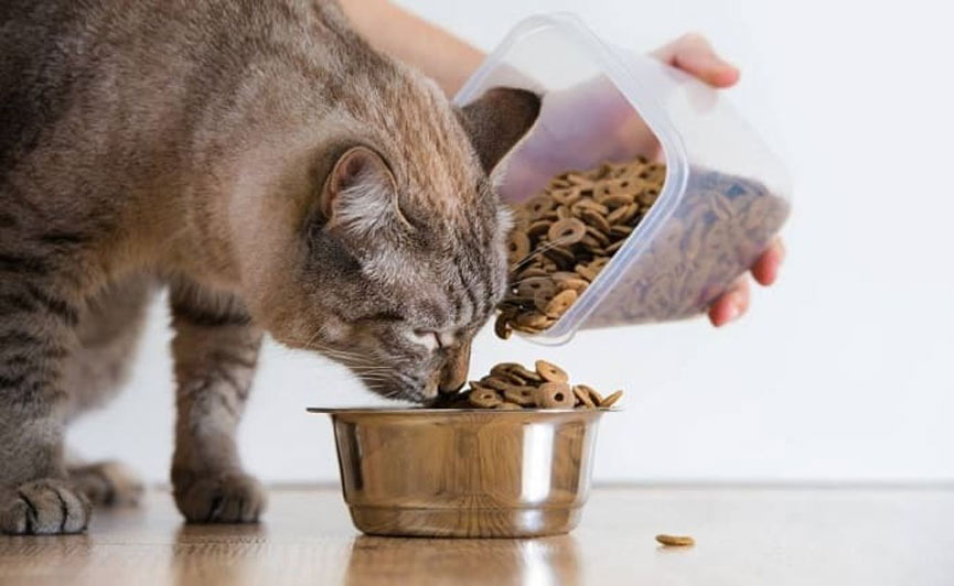 переедание у кошек - причины, последствия