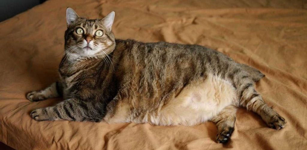 Переедание у котов - чем опасно ожирение