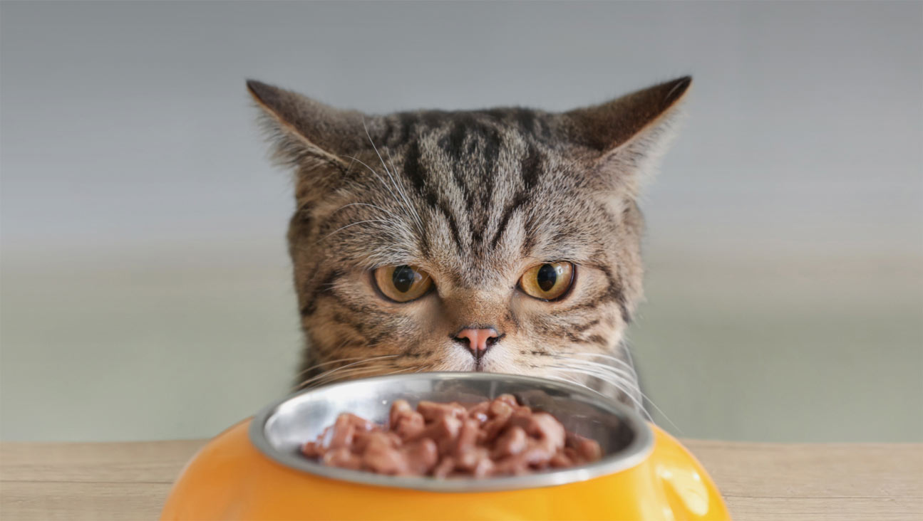 На какие проблемы может указывать постоянный голод у кошек