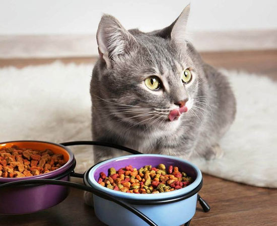 Кошка постоянно просит есть: причины и что делать