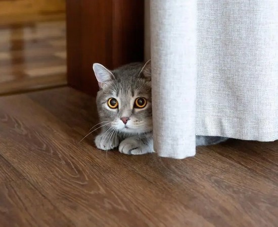 Кошка прячется в темные места: причины и что делать