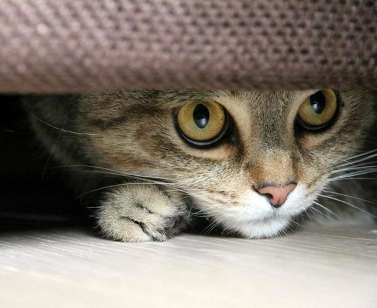 Кошка всего боится и прячется: что делать