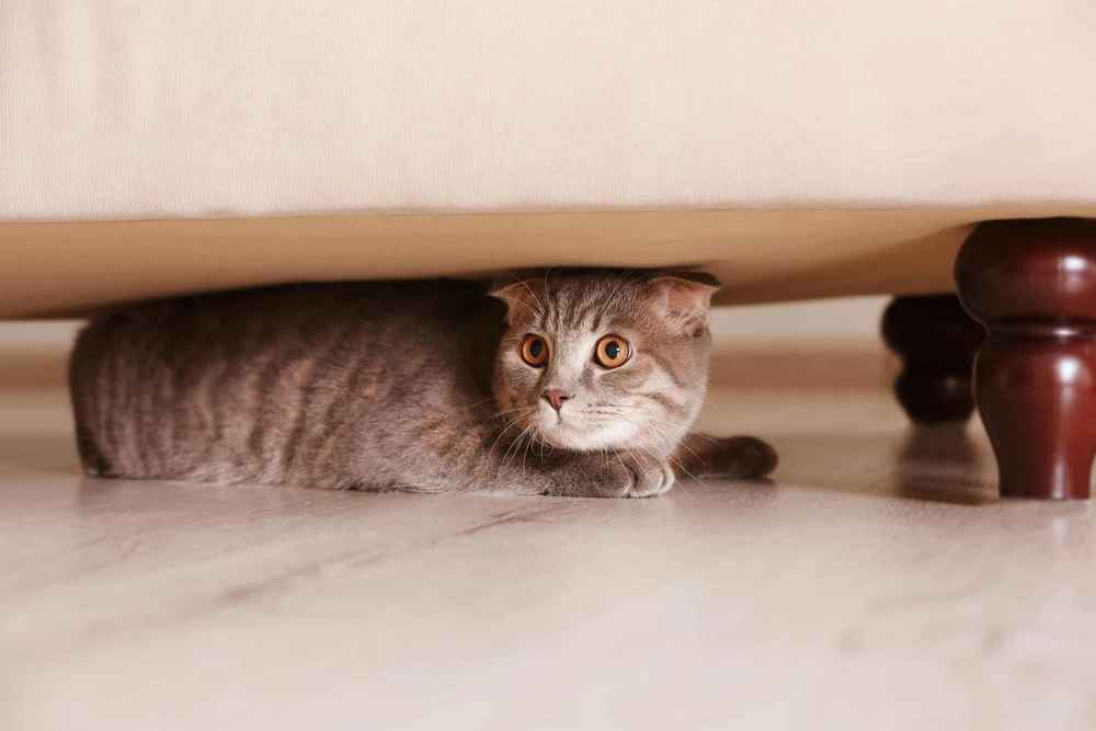 Кот под диваном