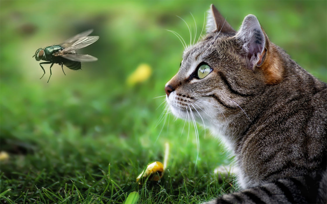 Почему коты охотятся на мух