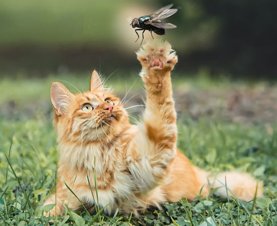 Можно ли кошкам есть мух и зачем они это делают
