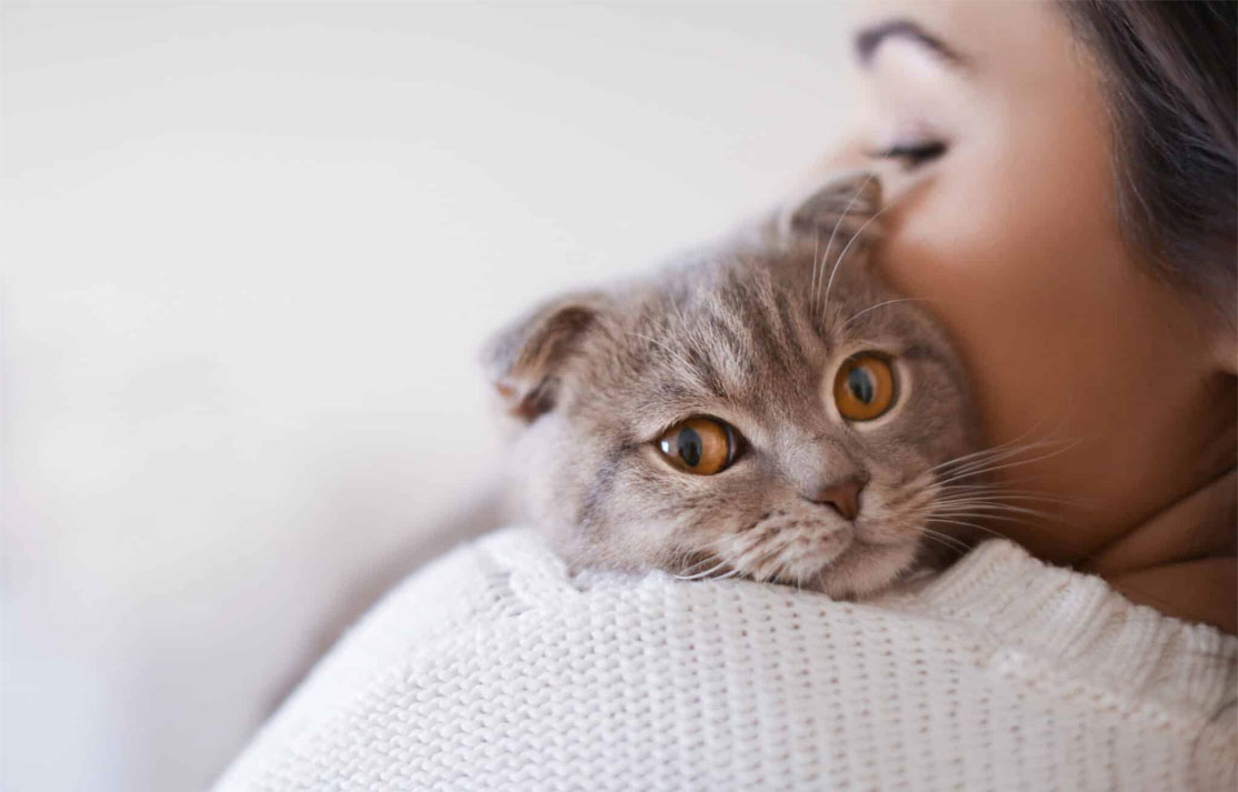 Как кошки проявляют привязанность
