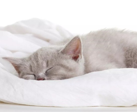 Почему кошка спит в голове на подушке у хозяина