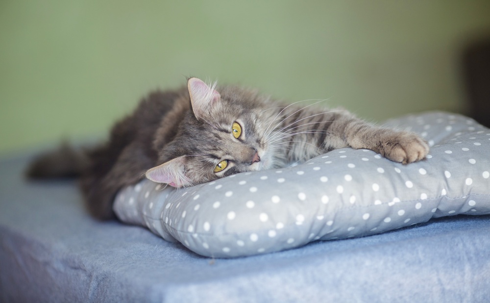 Кошка на подушке