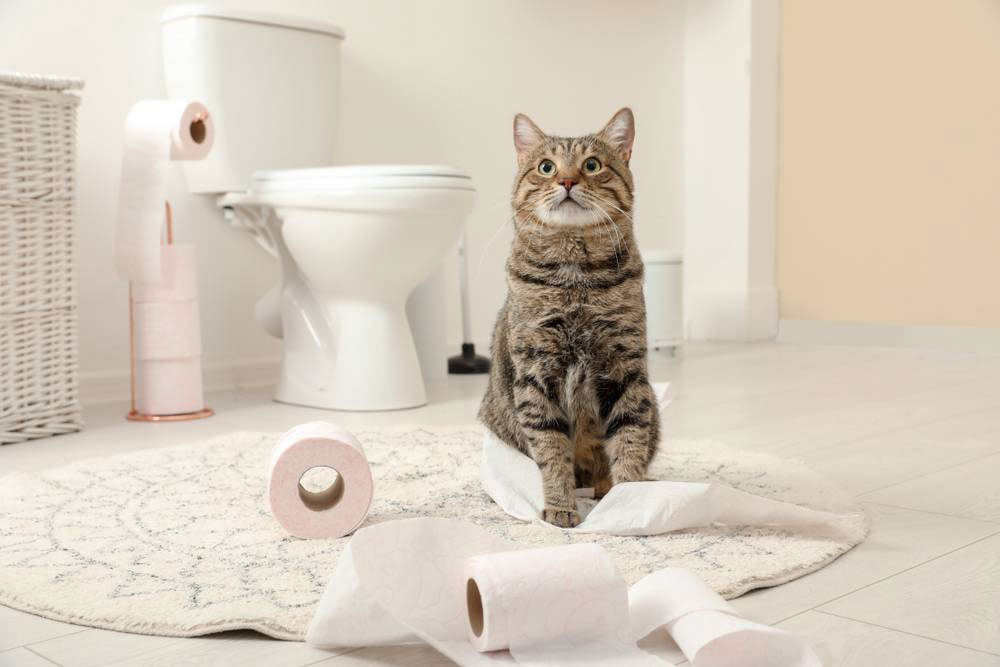 Почему коты бесятся после похода в туалет