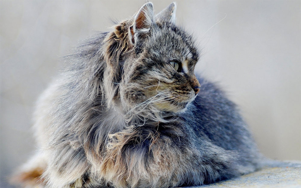 Как болезни влияют на качество шерсти у кошек
