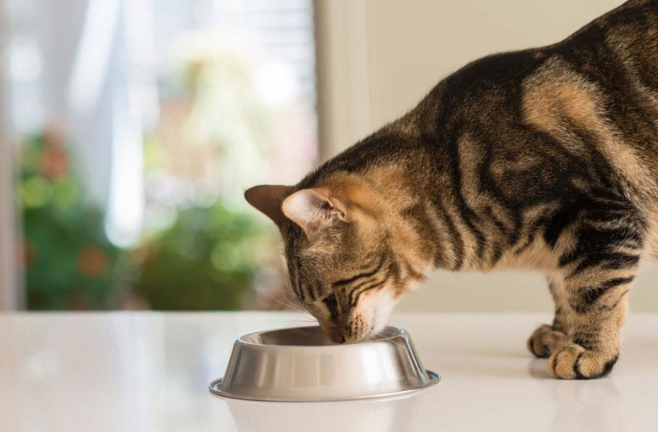Как связана ранняя седина с питанием кота