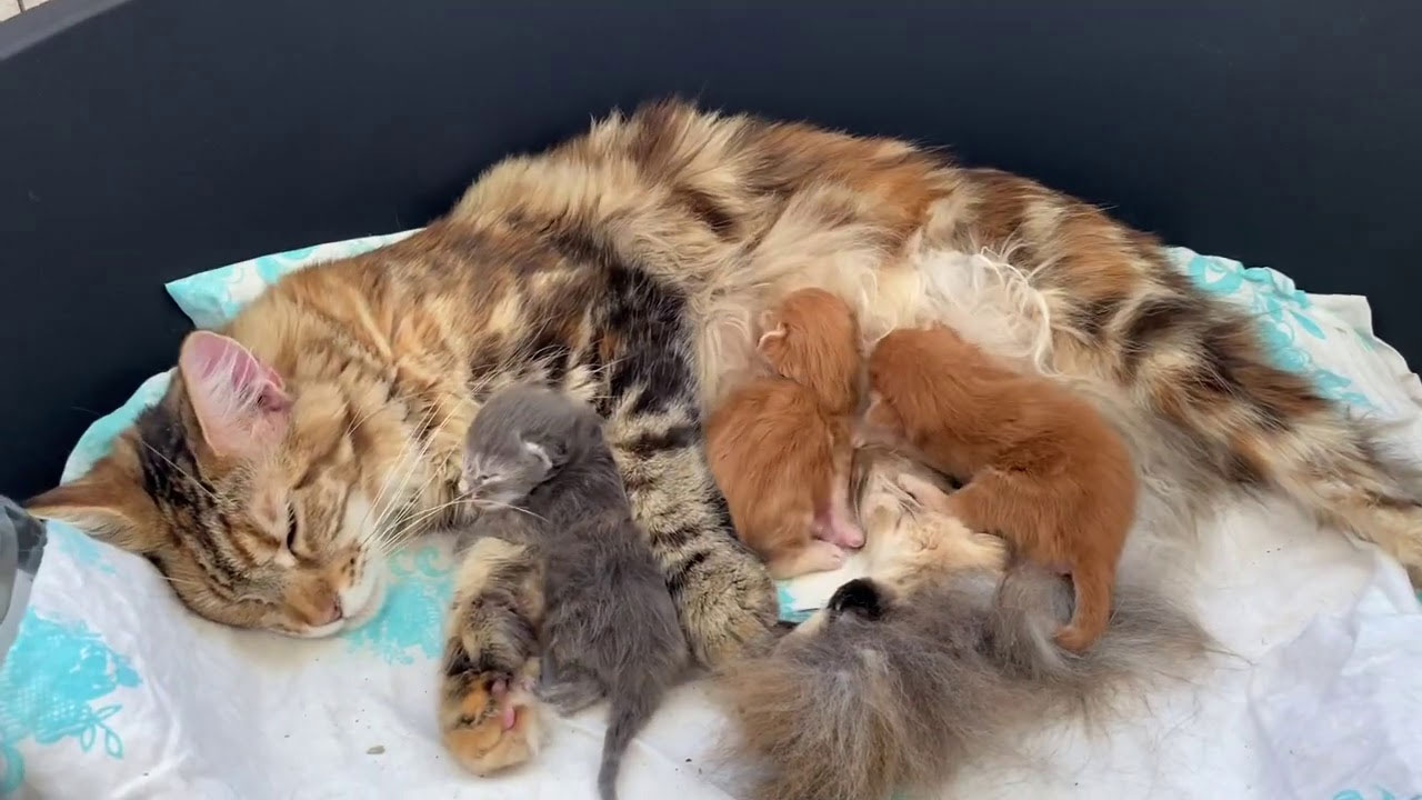 Кормление кошки после родов