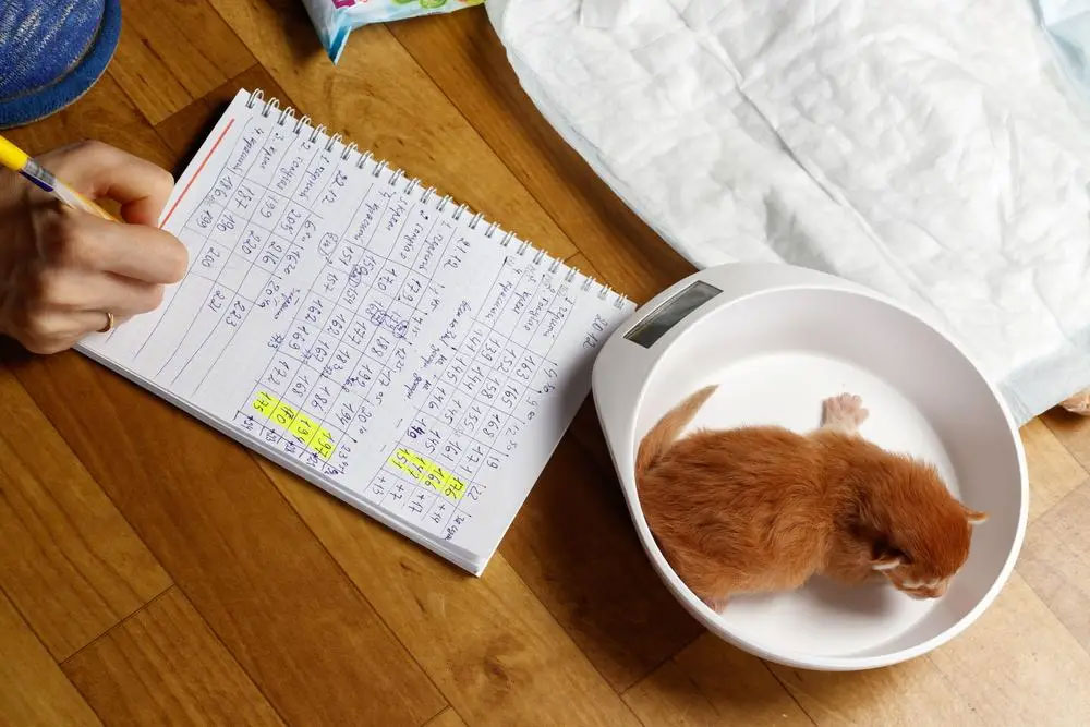 Взвешивание котят - способ понять, хватает ли им молока
