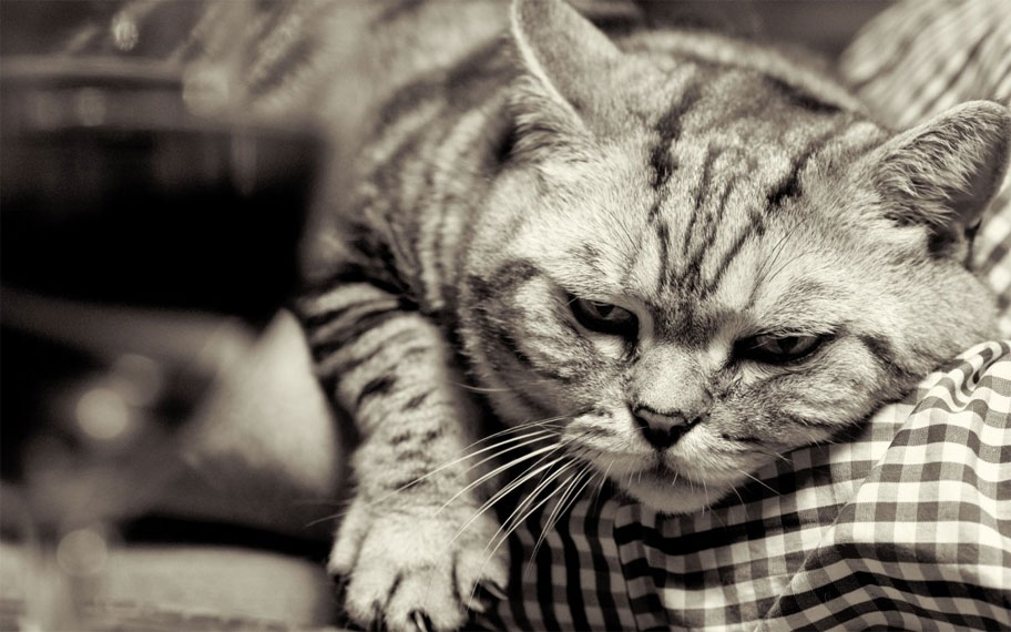Как распознать депрессию у кошки