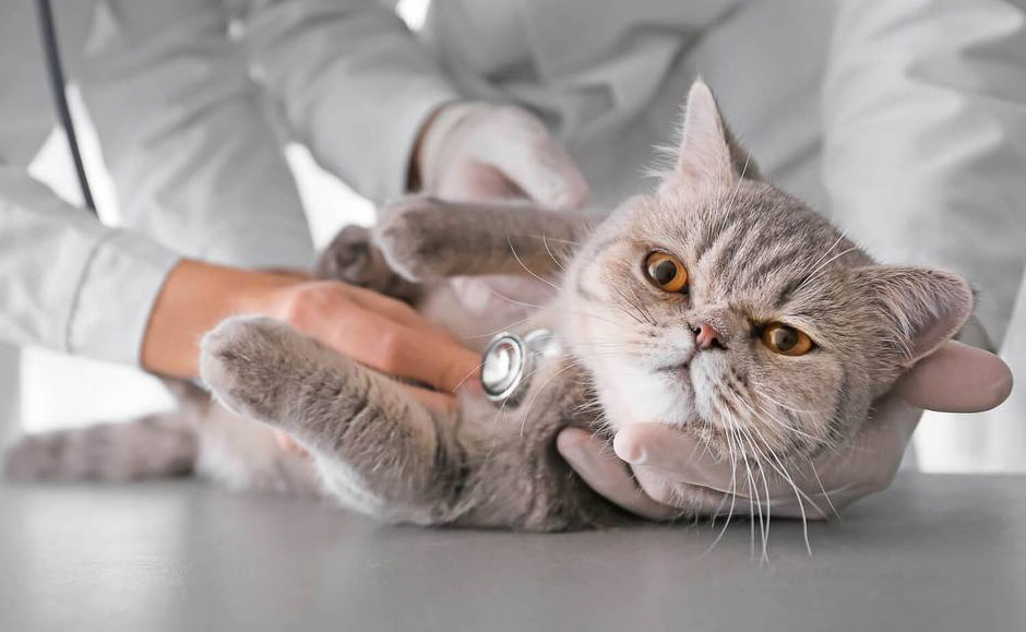 Частота биения сердца у кошек