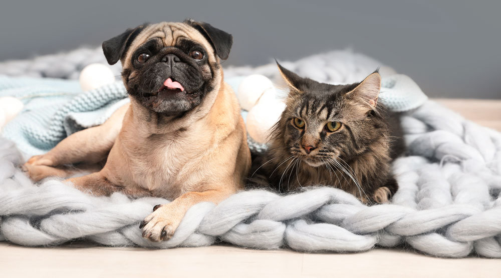 Частота сердечных сокращений - норма для кошек и собак