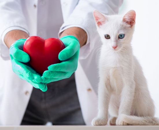 Какой пульс у кошек: норма ударов сердца в минуту