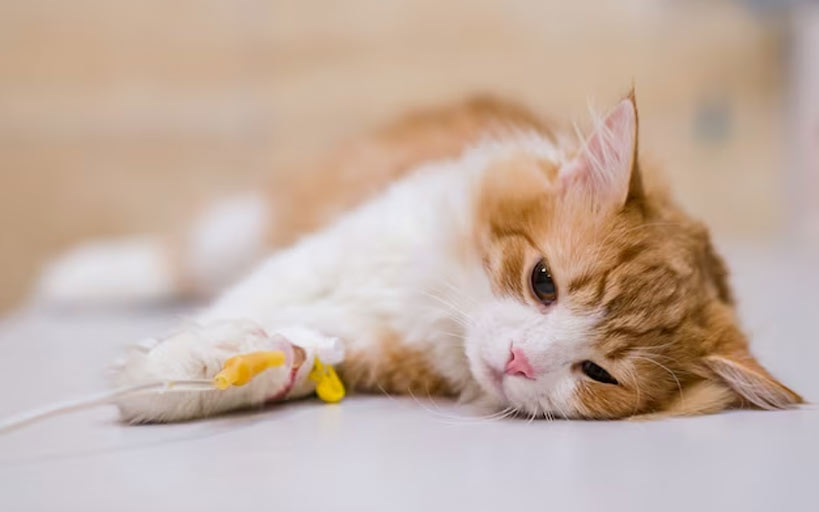 Инфузионная терапия для кошек