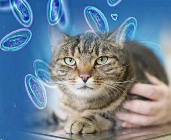 Кокцидиоз у кошек: симптомы и лечение