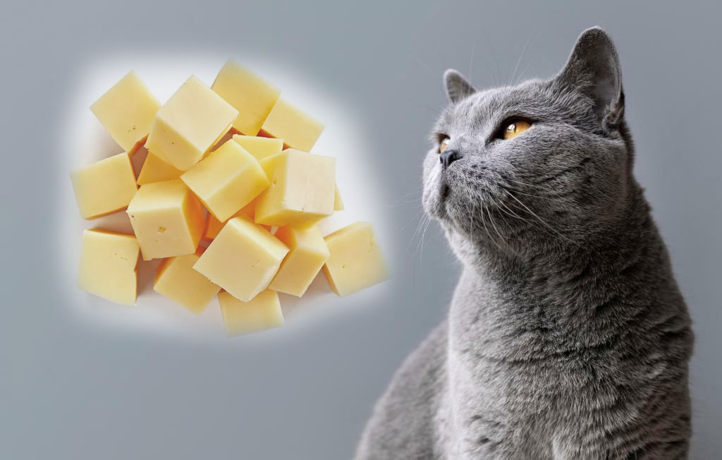 Какие сорта сыров можно давать кошкам