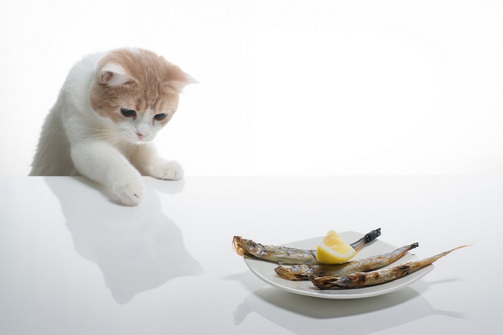 Рыба в тарелке на столе возле кошки