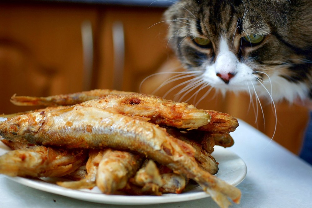 Кот возле тарелки с жареной рыбой