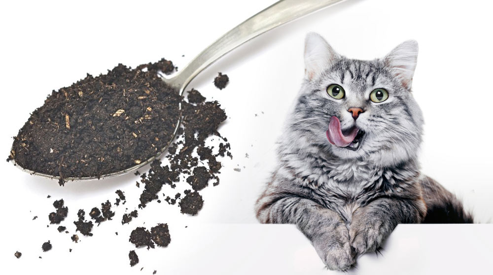 Почему коты едят землю