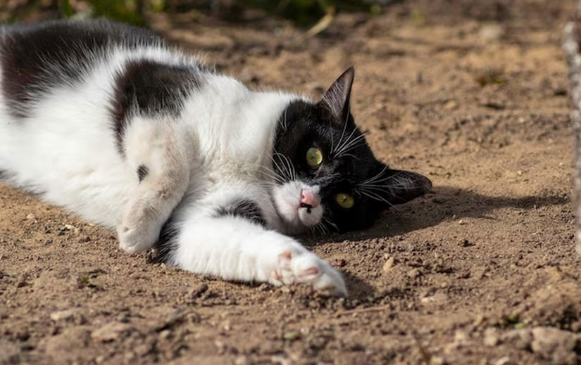 Кот ест землю - когда стоит волноваться