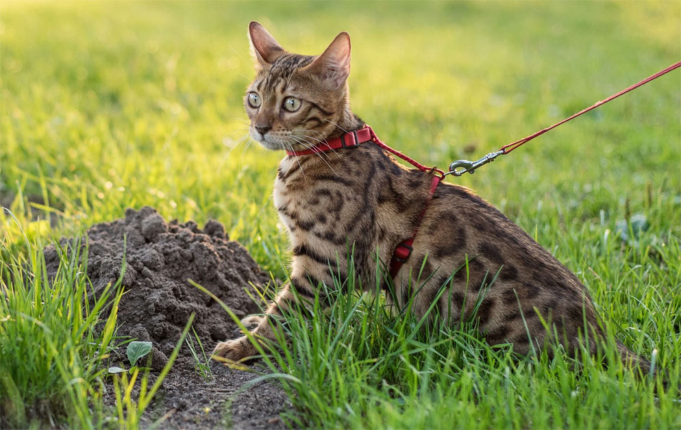 Как отучить кошку от поедания земли