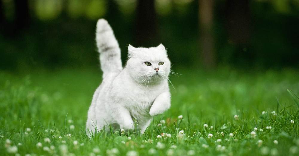 Кошка на траве