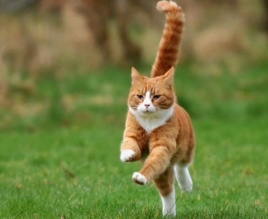 С какой скоростью бегают кошки