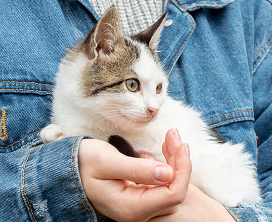 Как быстро приручить дикого котенка к рукам