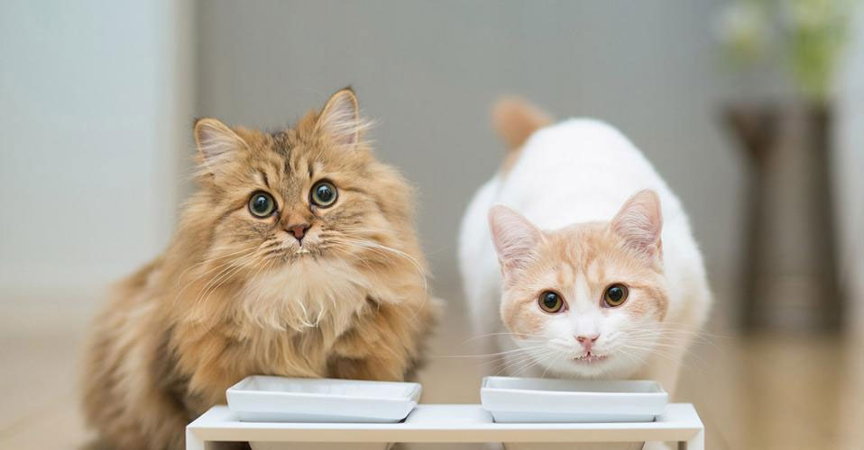 Что делать, если кот икает во время еды
