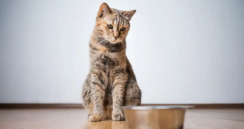 Временная потеря аппетита у кошек - причины