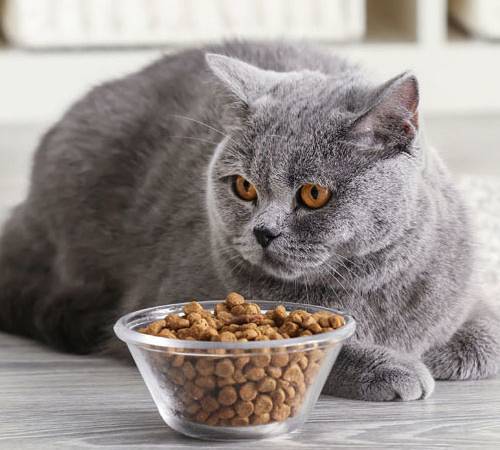Кот перестать есть сухой корм: почему и что делать