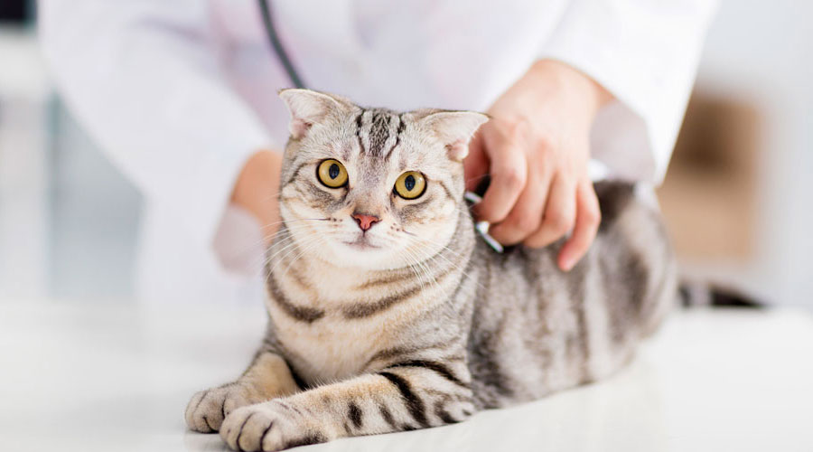 Диагностика и лечение ложной беременности у кошек