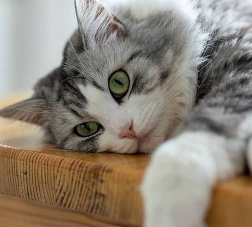 Ложная беременность у кошек: признаки и лечение