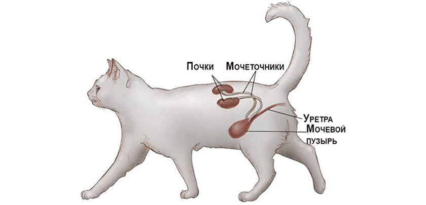 Мочевыводящая система у кошек