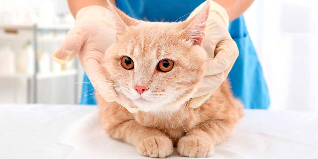 Диагностика и лечение болезней почек у кошек